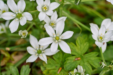 Ornithogalum umbellatum, beautiful white flowers with green leaves in the background