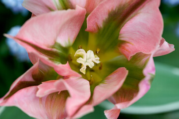 tulip stigma with stamens colorful macro shots