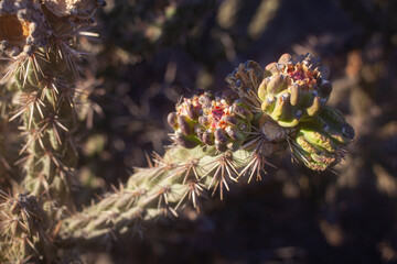 Obraz premium A close up of a cholla cacti plant in Santa Fe, New Mexico.
