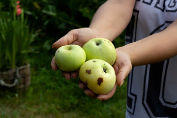 Obraz premium Green apples with scab palms of the female.