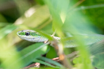 Obraz premium Green snake peeking out of plants