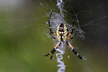 Yellow garden spider on a web