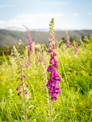 selective focus of foxglove or common foxglove (Digitalis purpurea) with blurred background © juancajuarez
