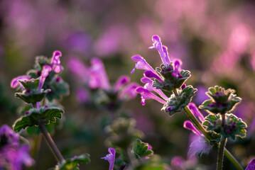 Lamium purpureum, known as red dead-nettle, purple dead-nettle, or purple archangel, is annual herbaceous flowering plant native to Europe and Asia. close up top view
