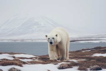 Obraz na płótnie Canvas A polar bear standing on top of a snow covered hill. Generative AI image.