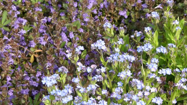 Blooming herb and flowers in spring garden - with zoom in and zoom out. Violet flowers of Creeping charlie, Alehoof, Tunhoof, Catsfoot, Field balm, Glechoma hederacea, blue flowers of forget-me-nots.