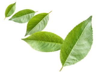 Fototapeta premium Flying leaves cut out