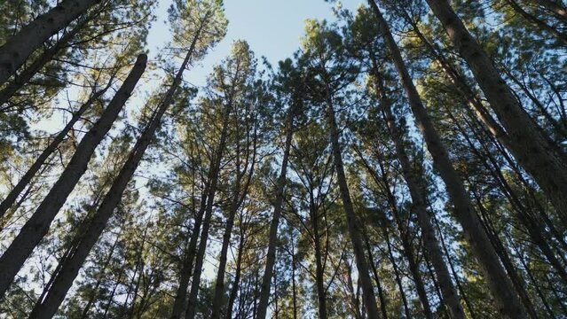 Revealing the pine forest in the mountains of southern Brazil.