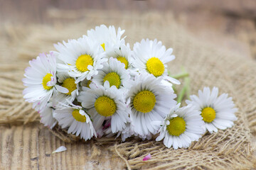 Obraz premium daisies on wooden background