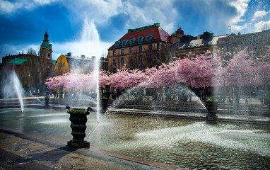  Blossoming cherry trees in central Stockholm a sunny spring day