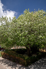 White blossoms on a crab apple tree behind hedges with blue sky