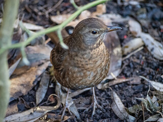 Merle noir femelle dans le Nord de la France