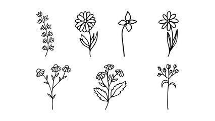Hand drawn herbal, floral clipart collection. One line doodle vector set