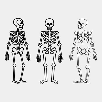 set of skeleton of a person