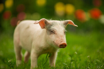 cutie and funny young pig is standing on the green grass. Happy piglet on the meadow, small piglet in the farm posing on camera on family farm. Regular day on the farm © Bogdan