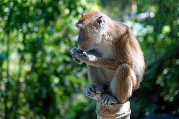 macaque monkey in oslob on cebu island