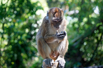 macaque monkey in oslob on cebu island