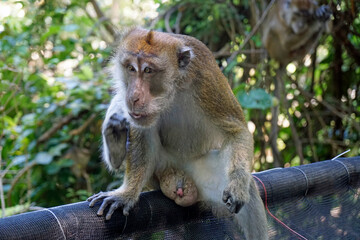 macaque monkey in oslob on cebu island