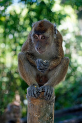 macaque monkey in oslob on cebu island