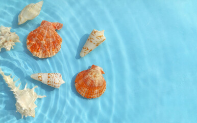 Various seashells and water ripples on a summer beach on a blue background at the top. Copy space