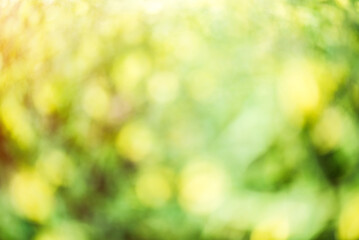 Obraz premium Blur bokeh macro background