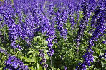 lavender flowers in the garden