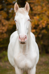 Obraz na płótnie Canvas Cremello horse
