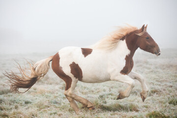 Fototapeta na wymiar Gypsy horse