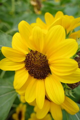 Fototapeta premium yellow sunflower in the garden