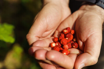 Close-up of man's hands holding freshly picked red wild strawberries in forest in early summer....