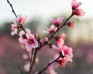 Peach Blossoms