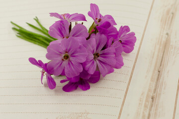 pink flowers, flowers on the book, pink flowers on the table