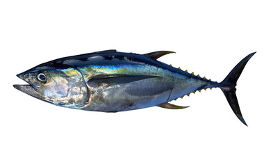 Yellowfin Tuna on White Background
