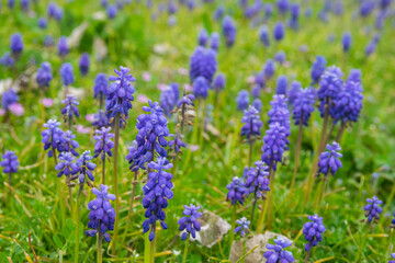Green spring garden with much purple flowers and green grass. Lavender.
