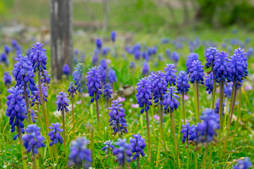 Obraz premium Green spring garden with much purple flowers and green grass. Lavender.
