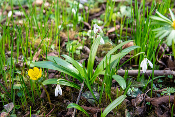 Green spring garden with white and yellow flowers. Snowdrop