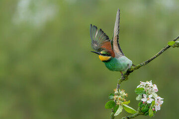 European bee-eater (Merops apiaster) sitting on a branch in an apple tree with flowers. Green  background. Gelderland in the Netherlands.                     