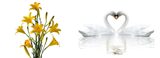 Romantic banner. Two swans form a heart shape with their necks © cooperr