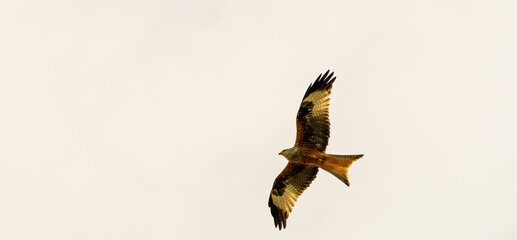 Detail of a eagle 