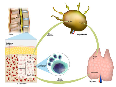 Immune response. Red bone marrow, Thymus and Lymph node. Production of lymphocytes. Maturation of T lymphocytes or B lymphocytes.