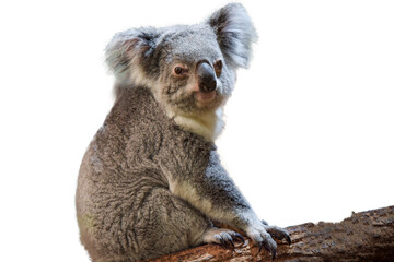 photography of a beautiful koala cropped