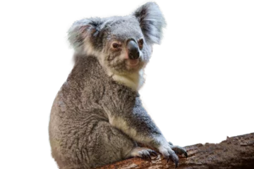 Foto auf Alu-Dibond photography of a beautiful koala cropped © AUFORT Jérome