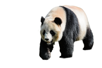 view on a beautiful panda