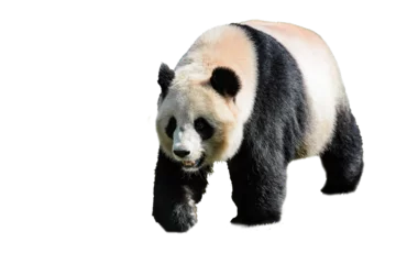 Foto op Plexiglas view on a beautiful panda © AUFORT Jérome