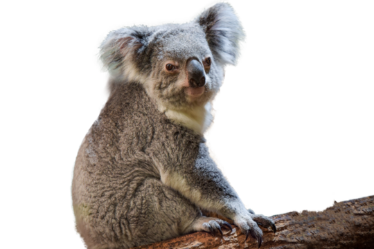 photography of a beautiful koala cropped