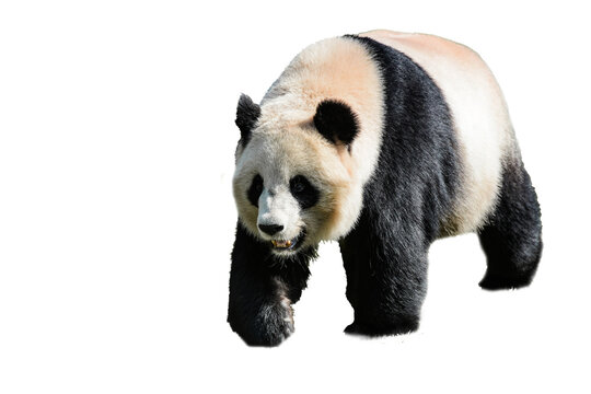 view on a beautiful panda