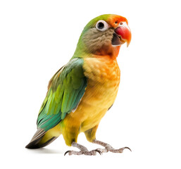 cute little yellow and green lovebird / macaw isolated over a transparent background, cut-out pet parrot or exotic wildlife design element, generative AI - 601173920
