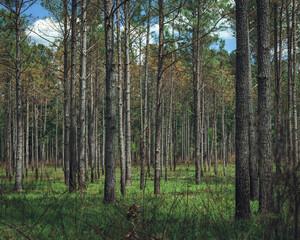 Fototapeta na wymiar Pine Tree Forest