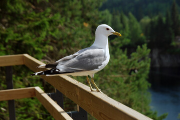 Common Gull