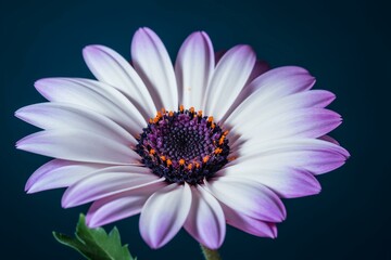A white flower with purple center on a purple & blue background. Green stem & purple center of flower. Generative AI